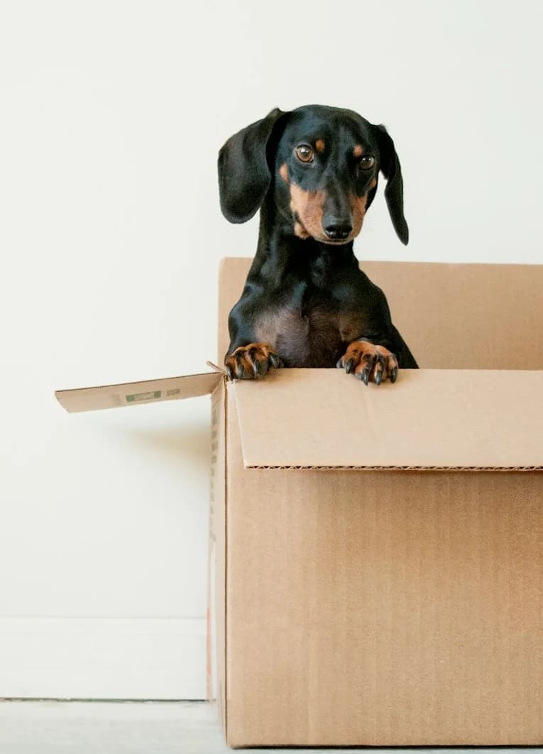 Perro salchicha asomado dentro de una caja de mudanza